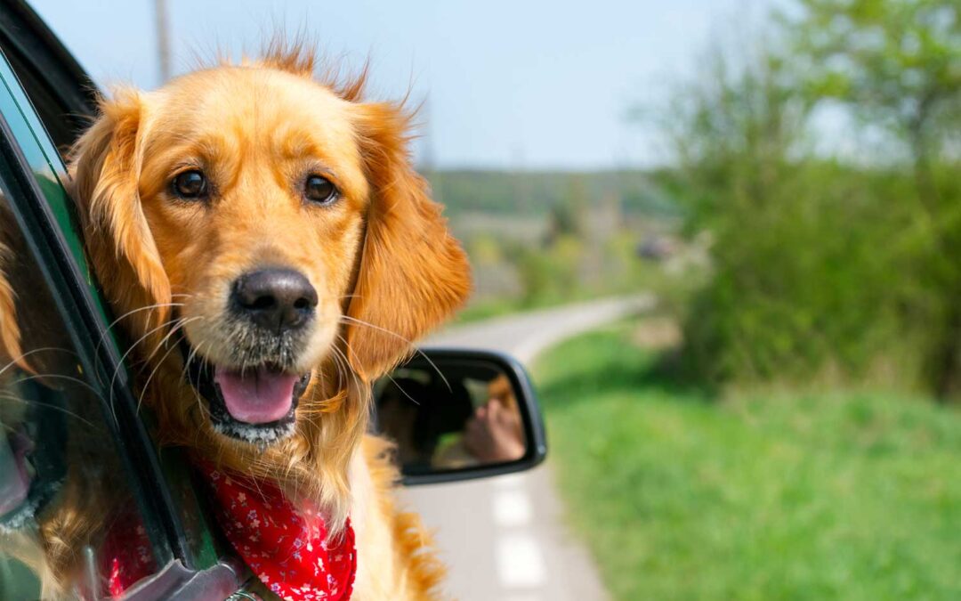 Can I Recover Compensation if My Pet Was Injured in a Car Crash?